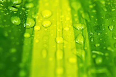 Sabahın köründe yağmurdan sonra su damlasıyla birlikte güzel yeşil yaprağın makro yakın çekimi..