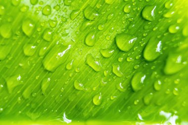 Sabahın köründe yağmurdan sonra su damlasıyla birlikte güzel yeşil yaprağın makro yakın çekimi..