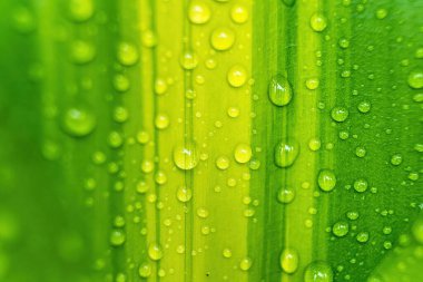 Sabahın köründe yağmurdan sonra su damlasıyla birlikte güzel yeşil yaprağın makro yakın çekimi..