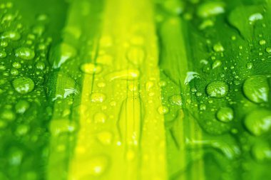 Sabahın köründe yağmurdan sonra su damlasıyla birlikte güzel yeşil yaprağın makro yakın çekimi..