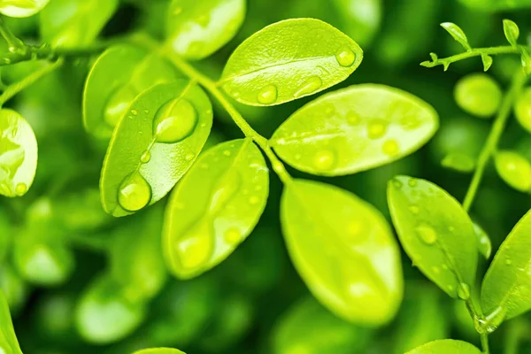 Makro Detailní Záběr Krásné Čerstvé Zelené Listy Kapkou Vody Dešti — Stock fotografie