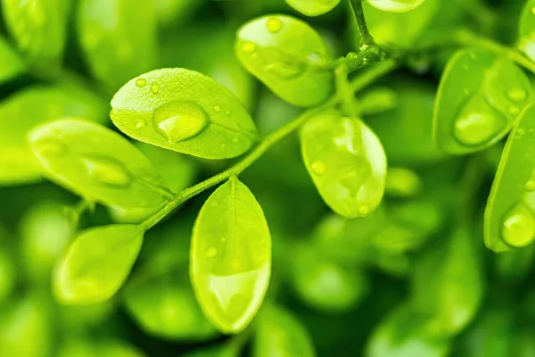 Makro Detailní Záběr Krásné Čerstvé Zelené Listy Kapkou Vody Dešti — Stock fotografie