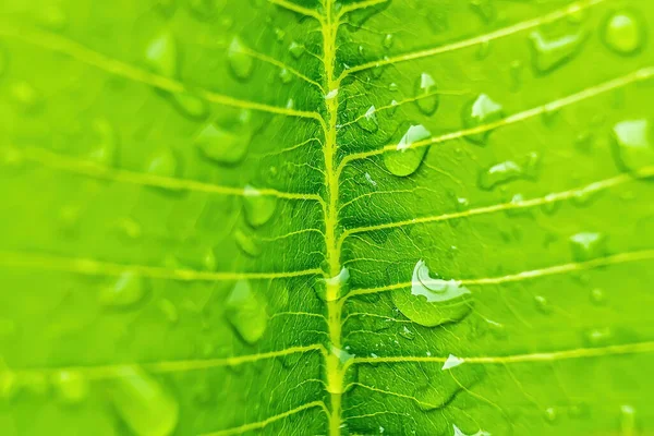 Macro Closeup Bela Folha Verde Fresca Com Gota Água Após — Fotografia de Stock