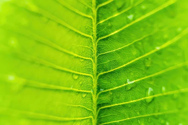 Macro Closeup Του Όμορφο Φρέσκο Πράσινο Φύλλο Σταγόνα Νερό Μετά — Φωτογραφία Αρχείου