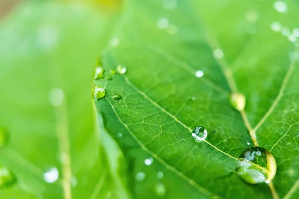 Makro Nahaufnahme Von Schöne Frische Grüne Blatt Mit Wassertropfen Nach — Stockfoto