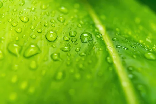 Macro Primer Plano Hermosa Hoja Verde Fresca Con Gota Agua — Foto de Stock