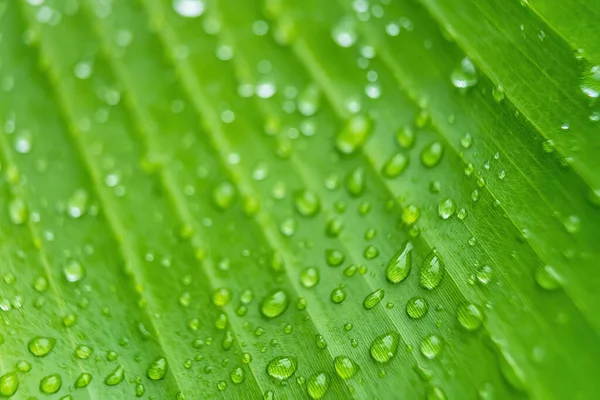 Macro Primer Plano Hermosa Hoja Verde Fresca Con Gota Agua — Foto de Stock