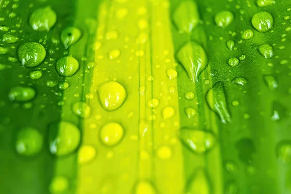 Makro Zbliżenie Piękny Świeży Zielony Liść Kroplą Wody Deszczu Porannym — Zdjęcie stockowe