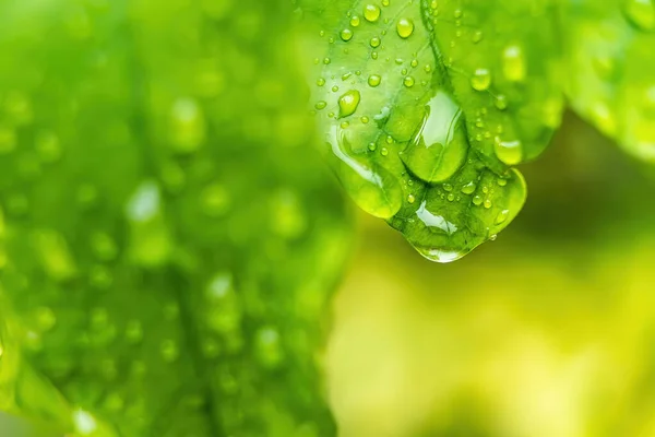 朝の日差しの中で雨の後に水を垂らす美しい緑の葉のマクロな閉鎖自然背景 — ストック写真