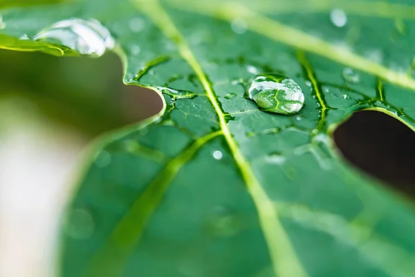 Makro Nahaufnahme Von Schöne Frische Grüne Blatt Mit Wassertropfen Nach — Stockfoto