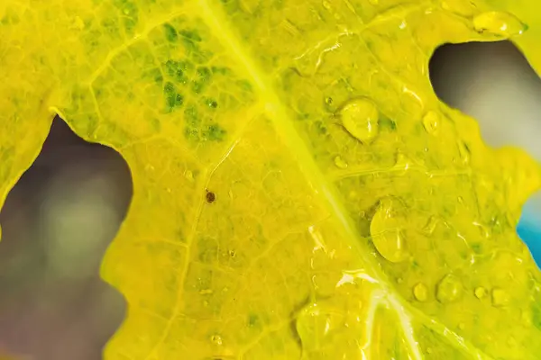 Макро Крупный План Красивый Свежий Зеленый Лист Каплей Воды После — стоковое фото