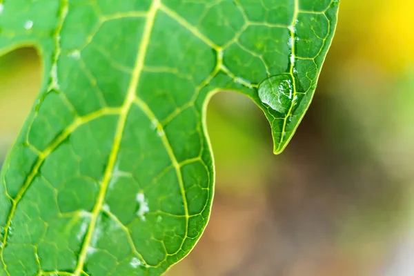 Macro Gros Plan Belle Feuille Verte Fraîche Avec Une Goutte — Photo