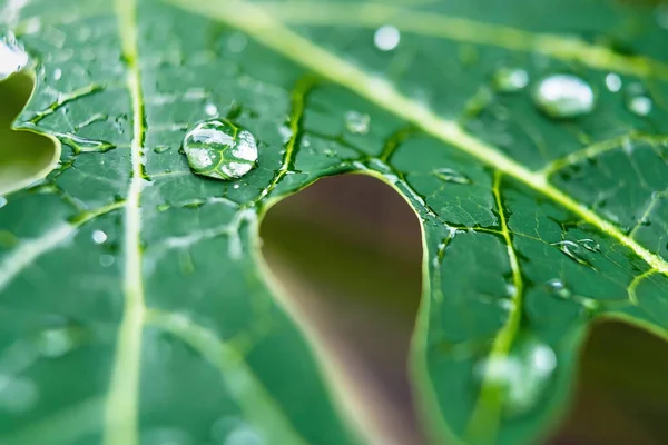 Makro Nahaufnahme Von Schöne Frische Grüne Blatt Mit Wassertropfen Nach — Stockfoto