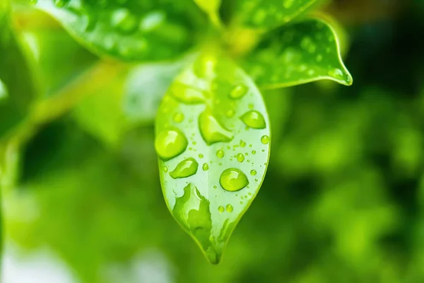 Macro Primer Plano Hermosa Hoja Verde Fresca Con Gota Agua — Foto de Stock