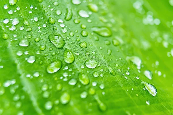 Macro Closeup Beautiful Fresh Green Leaf Drop Water Rain Morning — Stock Photo, Image