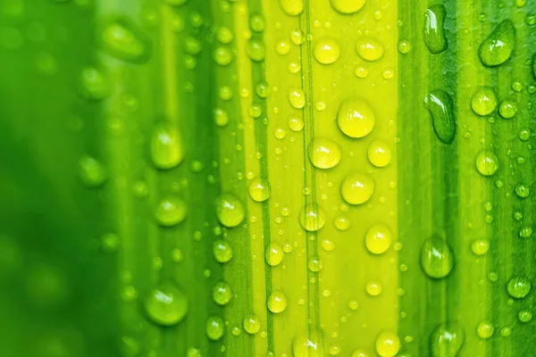 雨后在阳光下美丽的新鲜绿叶与一滴水的宏观特写 — 图库照片