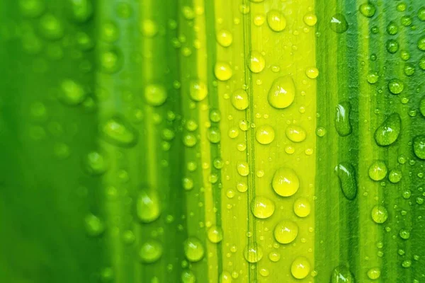 雨后在阳光下美丽的新鲜绿叶与一滴水的宏观特写 — 图库照片