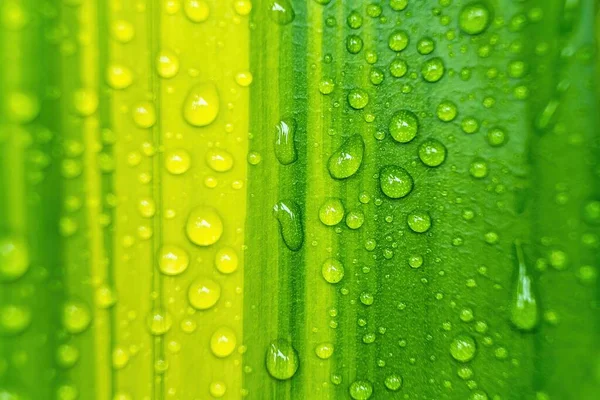 Macro Closeup Beautiful Fresh Green Leaf Drop Water Rain Morning — Stock Photo, Image