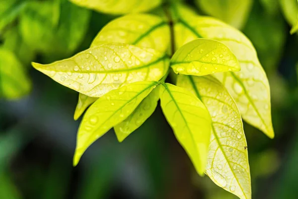 Macro Primer Plano Hermosa Hoja Verde Fresca Con Gota Agua — Foto de Stock