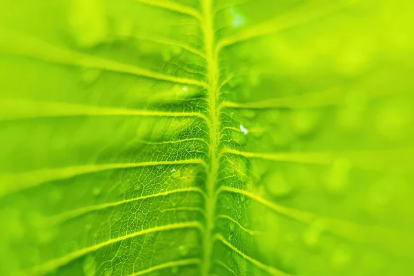 Macro Closeup Bela Folha Verde Fresca Com Gota Água Após — Fotografia de Stock