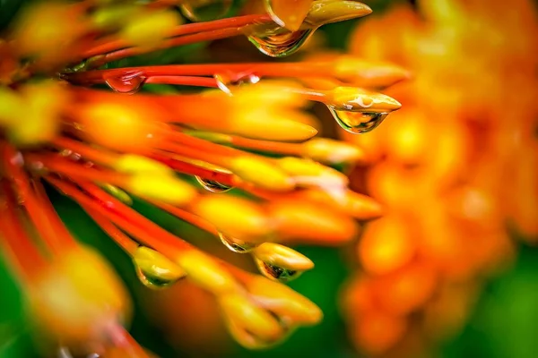 水の自然を背景に美しいオレンジの針の花のマクロの閉鎖 — ストック写真