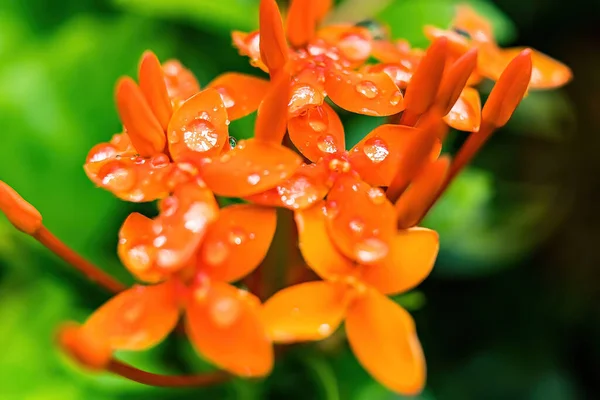 Makro Detailní Záběr Krásné Čerstvé Oranžová Jehla Květ Kapkou Vody — Stock fotografie