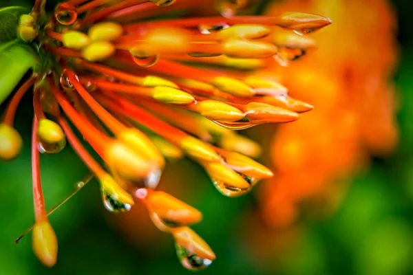 水の自然を背景に美しいオレンジの針の花のマクロの閉鎖 — ストック写真