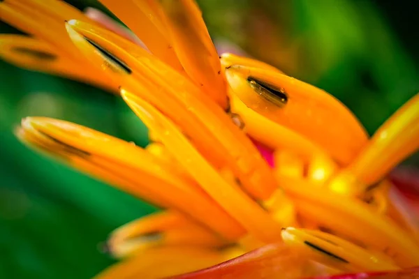 黄橙色の花のマクロクローズアップ Heliconia Psittacorum 水中自然を背景にしたロブスター爪熱帯植物 — ストック写真