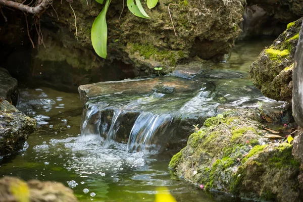 Bereketli bitki örtüsü ve yeşilliklerle çevrili sakin bir orman deresinde yosun kaplı kayaların üzerinden akan küçük doğal şelale.