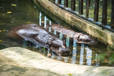 Hayvanat bahçesinde sığ sularda dinlenen iki cüce su aygırı. Güneş ışığı altında beton ve metal bariyerler var.