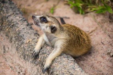 Garip mirket kütüğün üzerinde yatar ve doğal çevreyle kaplı kumlu bir alanda dinlenirken yukarı bakar.