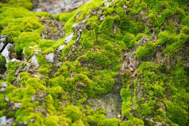 Kaba kaya yüzeyinde büyüyen yosunların yakın çekimi açık havada canlı yeşil dokular sergiliyor.