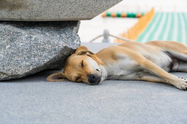 Kahverengi sokak köpeği beton zeminde, açık şehir ortamında büyük bir taşın yanında huzur içinde uyuyor.
