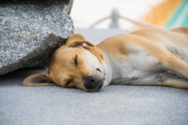 Kahverengi sokak köpeği beton zeminde, açık şehir ortamında büyük bir taşın yanında huzur içinde uyuyor.