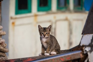 Eski ahşap bir balıkçı teknesinde oturan Tekir kedisi. Renkli eskimiş boyalar ve kırsal bir alanda sarılı halatla.