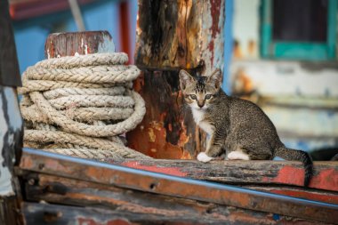 Eski ahşap bir balıkçı teknesinde oturan Tekir kedisi. Renkli eskimiş boyalar ve kırsal bir alanda sarılı halatla.