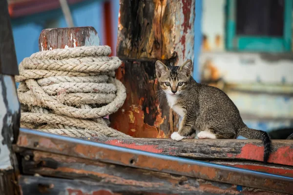 Eski ahşap bir balıkçı teknesinde oturan Tekir kedisi. Renkli eskimiş boyalar ve kırsal bir alanda sarılı halatla.