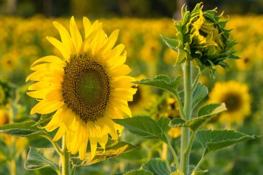 Parlak sarı bir ayçiçeğinin tam çiçeklendiği yakın plan. Arka planda bulanık bir ayçiçeği tarlası var.