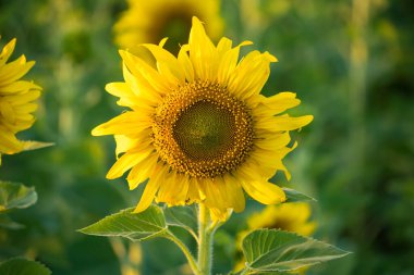 Parlak sarı bir ayçiçeğinin tam çiçeklendiği yakın plan. Arka planda bulanık bir ayçiçeği tarlası var.