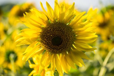 Parlak sarı bir ayçiçeğinin tam çiçeklendiği yakın plan. Arka planda bulanık bir ayçiçeği tarlası var.