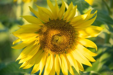 Parlak sarı bir ayçiçeğinin tam çiçeklendiği yakın plan. Arka planda bulanık bir ayçiçeği tarlası var.