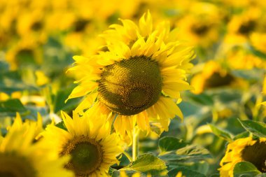 Parlak sarı bir ayçiçeğinin tam çiçeklendiği yakın plan. Arka planda bulanık bir ayçiçeği tarlası var.