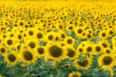Kırsal bir bölgede, güneş ışığı altında çiçek açan, uzun yeşil saplı, canlı ayçiçeği tarlası.