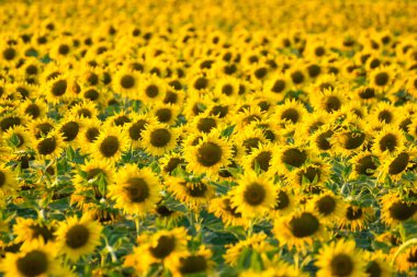 Kırsal bir bölgede, güneş ışığı altında çiçek açan, uzun yeşil saplı, canlı ayçiçeği tarlası.