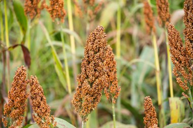 Toprağı işlenmiş bir tarlada yetişen olgun sorgum bitkilerinin yakın çekimleri. Yoğun kızıl kahverengi buğday başları hasat için hazır.