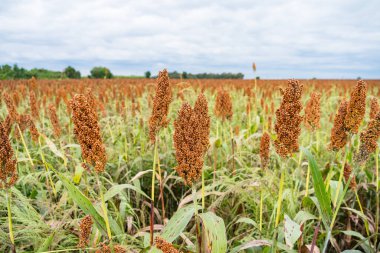 Toprağı işlenmiş bir tarlada yetişen olgun sorgum bitkilerinin yakın çekimleri. Yoğun kızıl kahverengi buğday başları hasat için hazır.