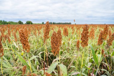 Toprağı işlenmiş bir tarlada yetişen olgun sorgum bitkilerinin yakın çekimleri. Yoğun kızıl kahverengi buğday başları hasat için hazır.