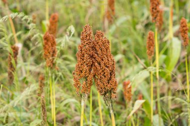 Toprağı işlenmiş bir tarlada yetişen olgun sorgum bitkilerinin yakın çekimleri. Yoğun kızıl kahverengi buğday başları hasat için hazır.