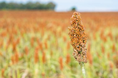 Toprağı işlenmiş bir tarlada yetişen olgun sorgum bitkilerinin yakın çekimleri. Yoğun kızıl kahverengi buğday başları hasat için hazır.