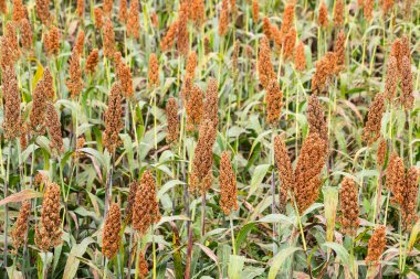 Toprağı işlenmiş bir tarlada yetişen olgun sorgum bitkilerinin yakın çekimleri. Yoğun kızıl kahverengi buğday başları hasat için hazır.